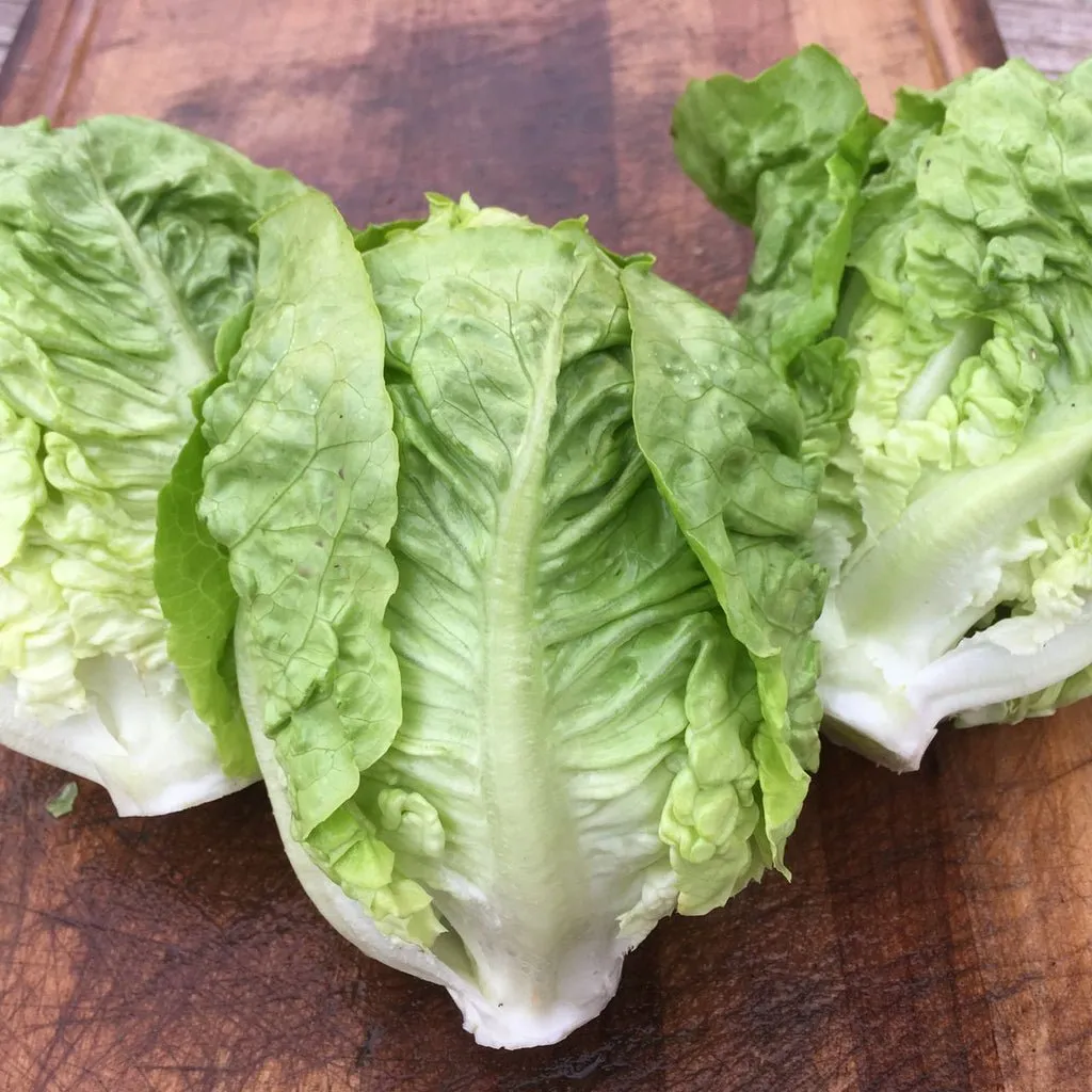 Lettuce Sucrine / Laitue Sucrine | Tourne-Sol Organic Seeds