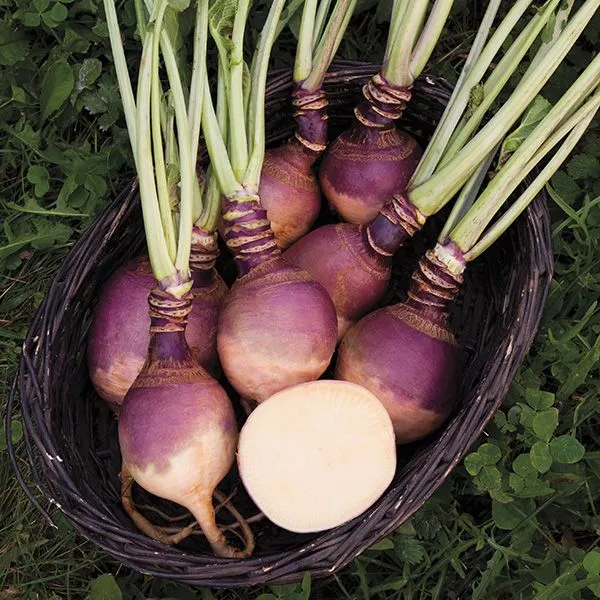 Rutabaga | Tourne-Sol Organic Seeds